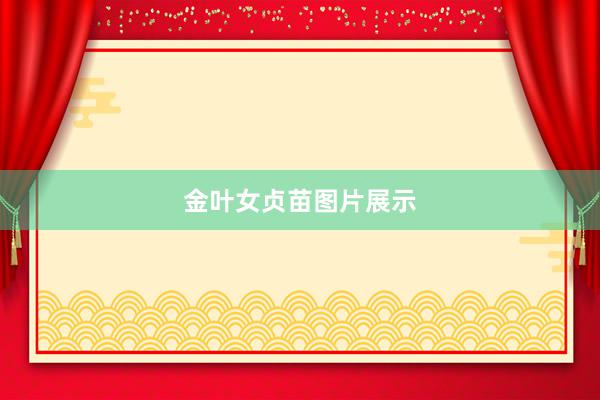 金叶女贞苗图片展示
