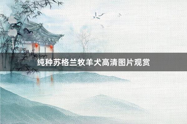 纯种苏格兰牧羊犬高清图片观赏